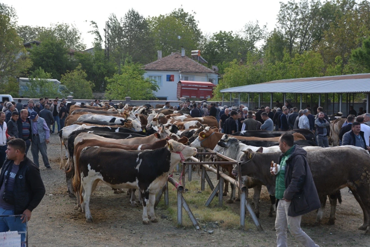 BANAZ HAYVAN PAZARI AÇILDI