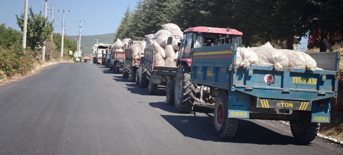 HAŞHAŞ KAPS&Uuml;L&Uuml; ALIMLARI S&Uuml;R&Uuml;YOR