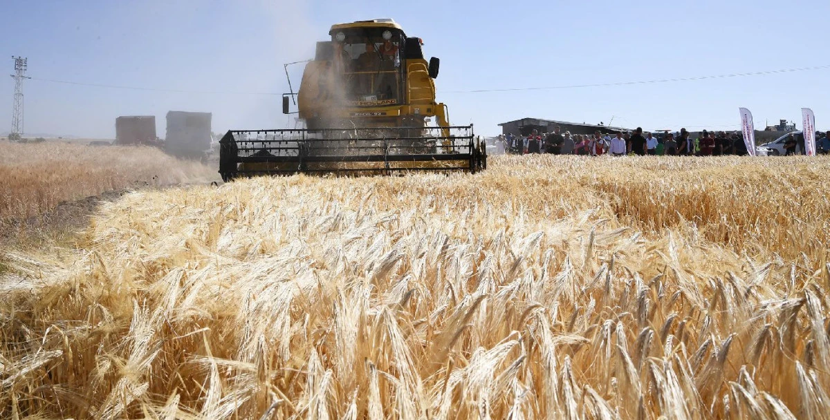 İLK ARPA HASADI BAŞLADI