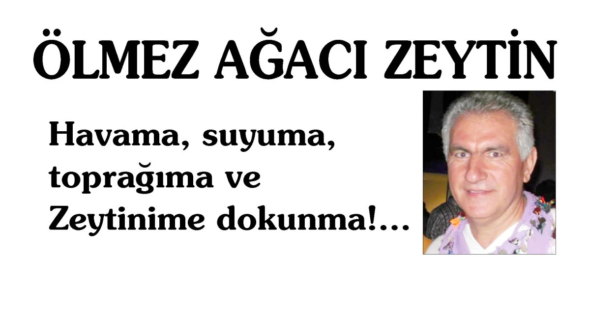 ÖLMEZ AĞACI ZEYTİN