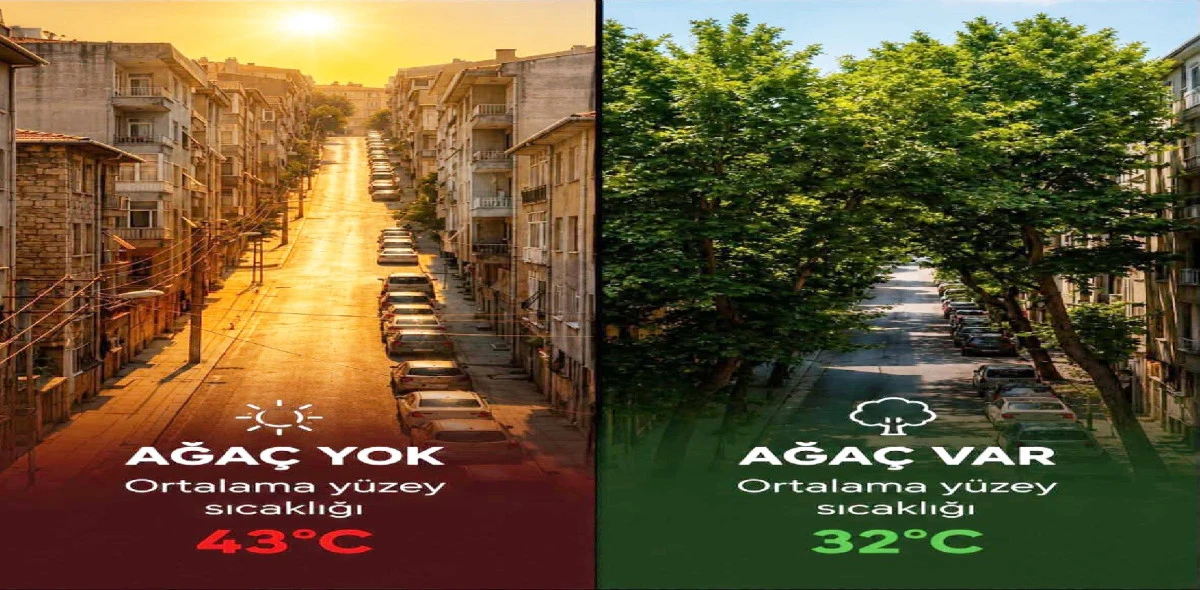 SERİNLİĞİN SIRRI AĞA&Ccedil;LARDA GİZLİ