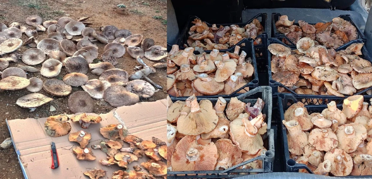 SONBAHARDA MANTAR BOLLUĞU YAŞANIYOR