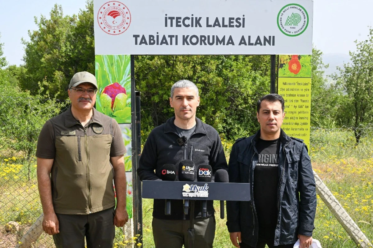 UŞAK’A ÖZGÜ ŞAKAYIK TÜRÜ İTECİK LALESİ ÇİÇEK AÇTI