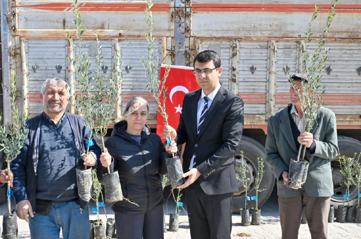 UŞAK&rsquo;TA ZEYTİN &Uuml;RETİMİNİ GELİŞTİRME PROJESİ KAPSAMINDA FİDAN DAĞITIMI BAŞLADI